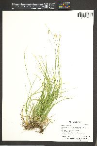 Carex disperma image