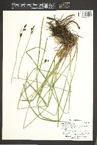 Carex scopulorum image