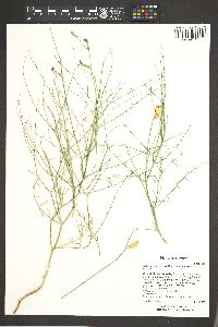 Astragalus serenoi image