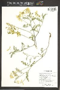 Astragalus curvicarpus var. curvicarpus image