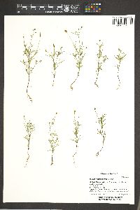 Bidens heterosperma image