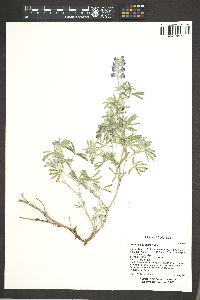 Lupinus caudatus image