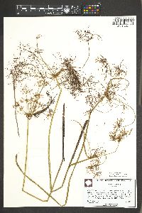 Cyperus haspan image