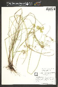 Cyperus surinamensis image