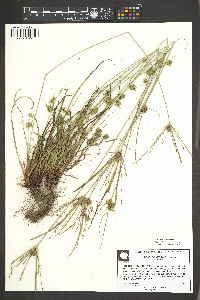 Cyperus echinatus image