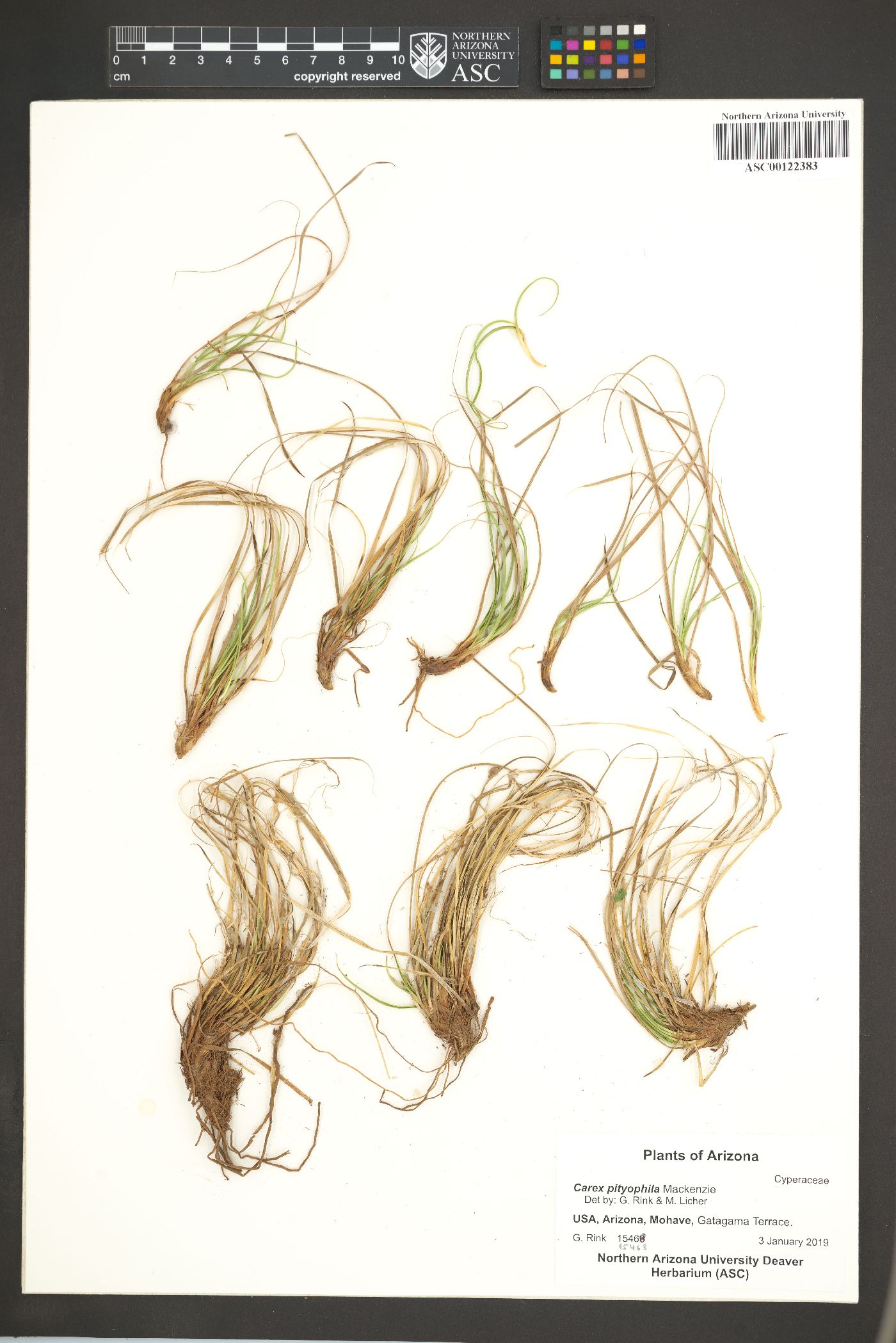 Carex pityophila image