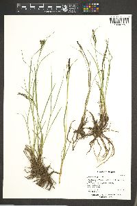 Carex kelloggii image