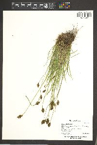 Carex integra image