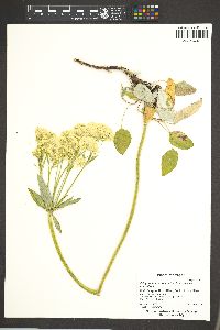 Eriogonum marifolium image