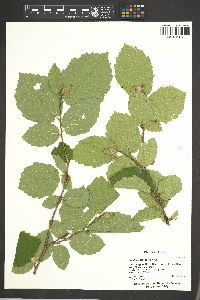 Corylus cornuta image