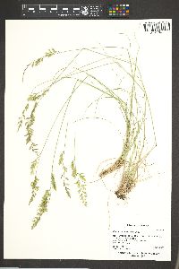 Festuca californica image