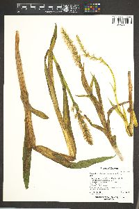 Platanthera dilatata image