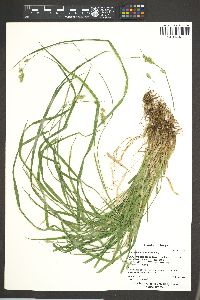 Carex leptopoda image