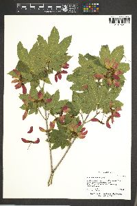 Acer circinatum image