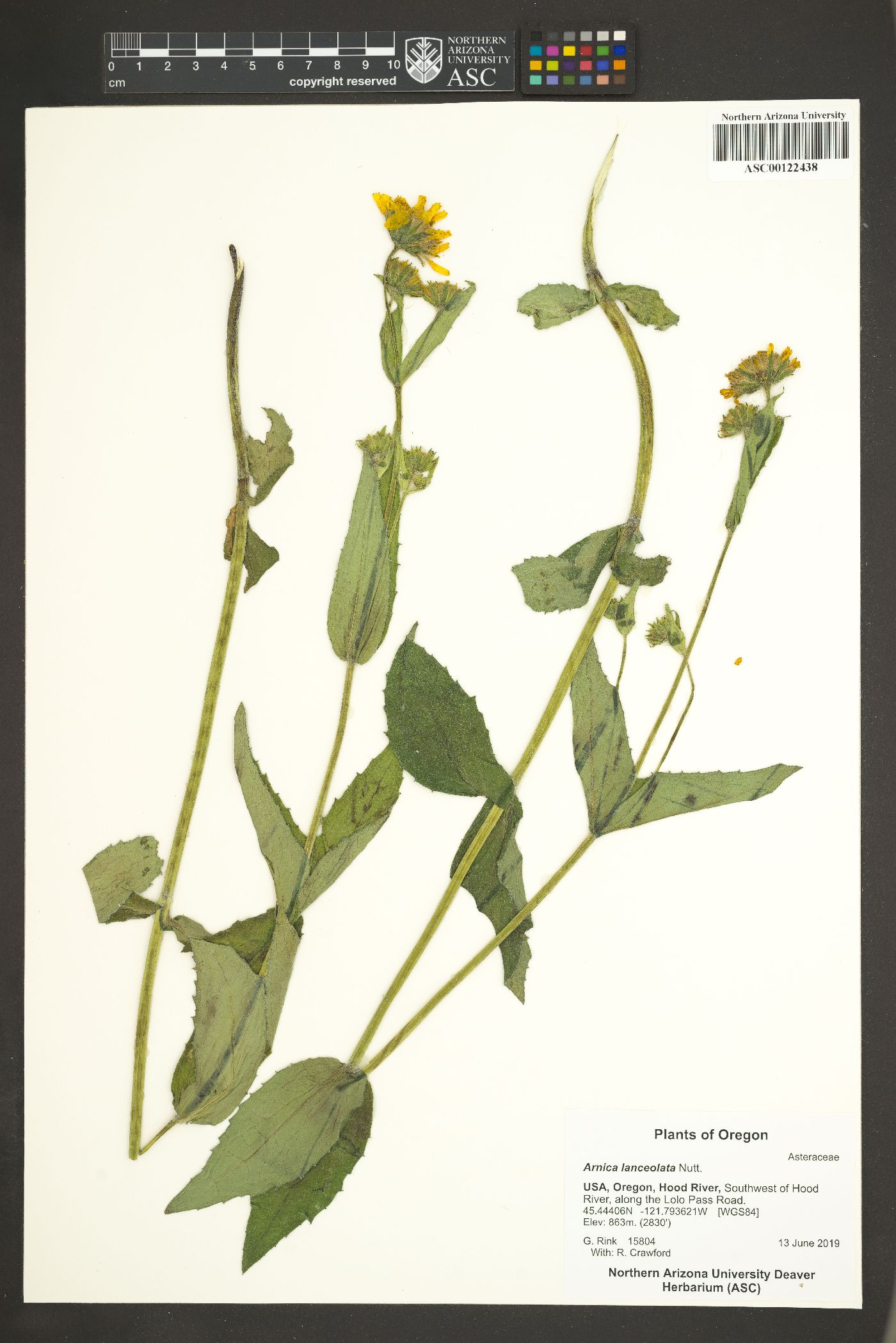 Arnica lanceolata image