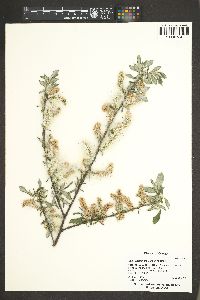 Salix sitchensis image