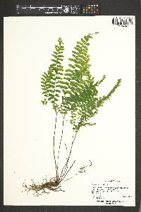 Adiantum aleuticum image