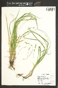 Carex leptopoda image