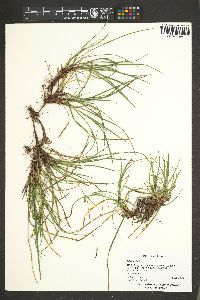 Carex rossii image