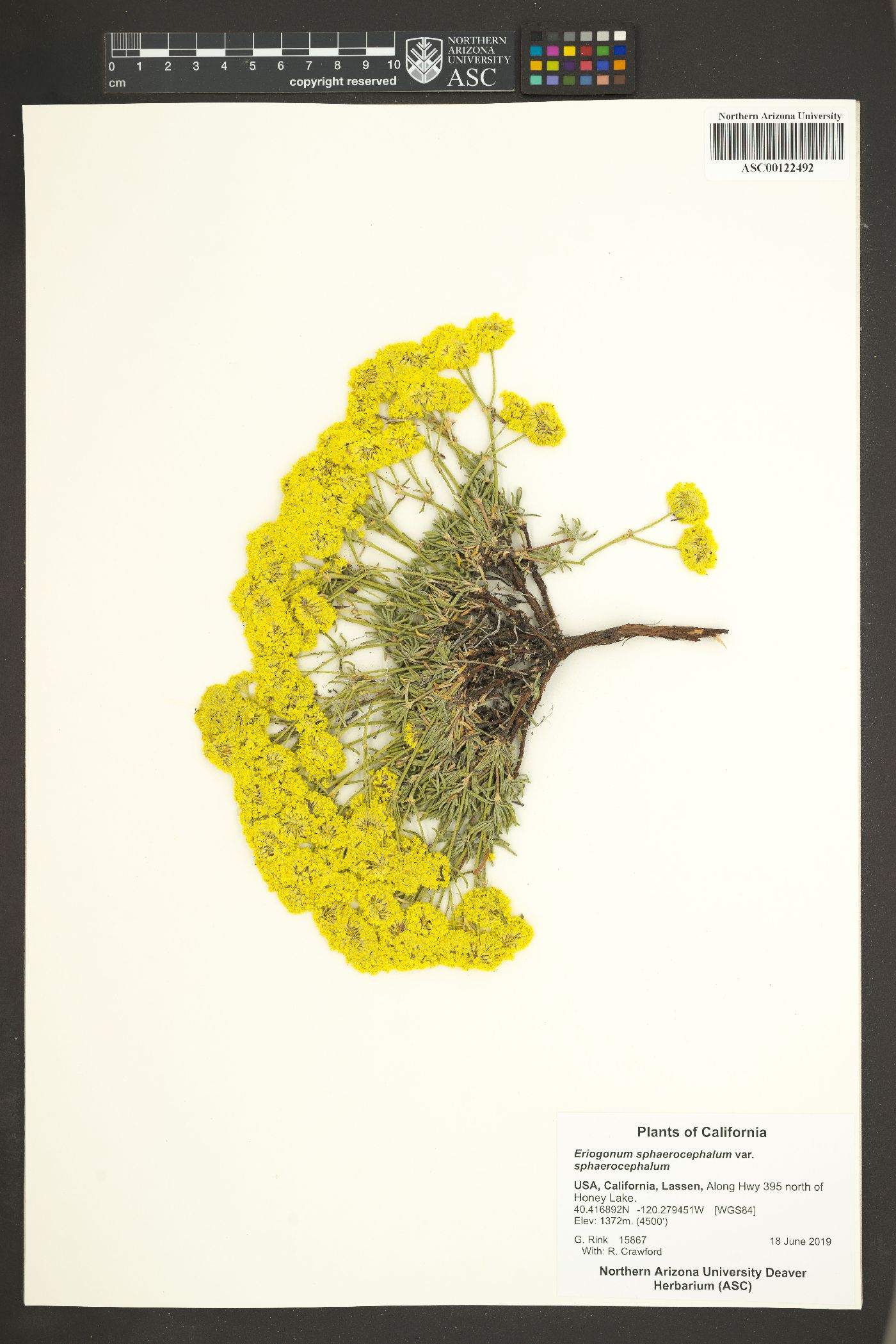 Eriogonum sphaerocephalum var. sphaerocephalum image