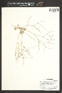 Eriogonum vimineum image