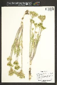 Lomatium macrocarpum image