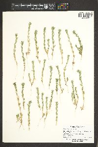 Epilobium densiflorum image