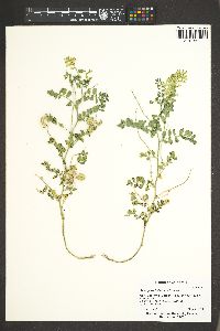 Astragalus iodanthus image