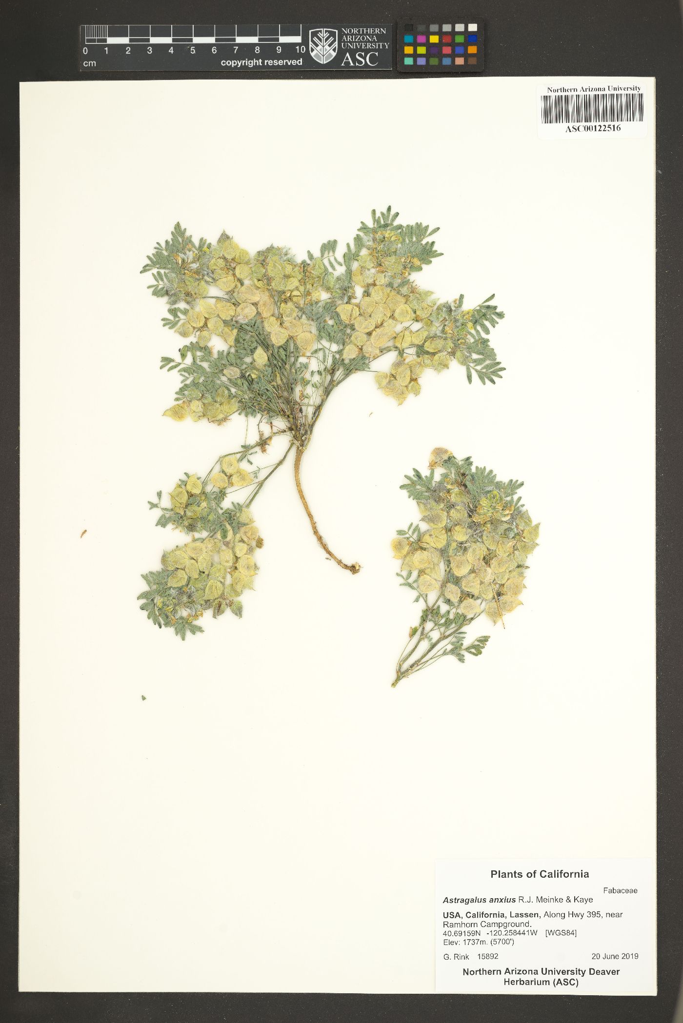 Astragalus anxius image