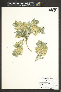Image of Astragalus anxius