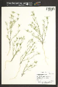 Eriastrum signatum image