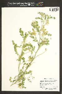 Astragalus lentiginosus var. salinus image