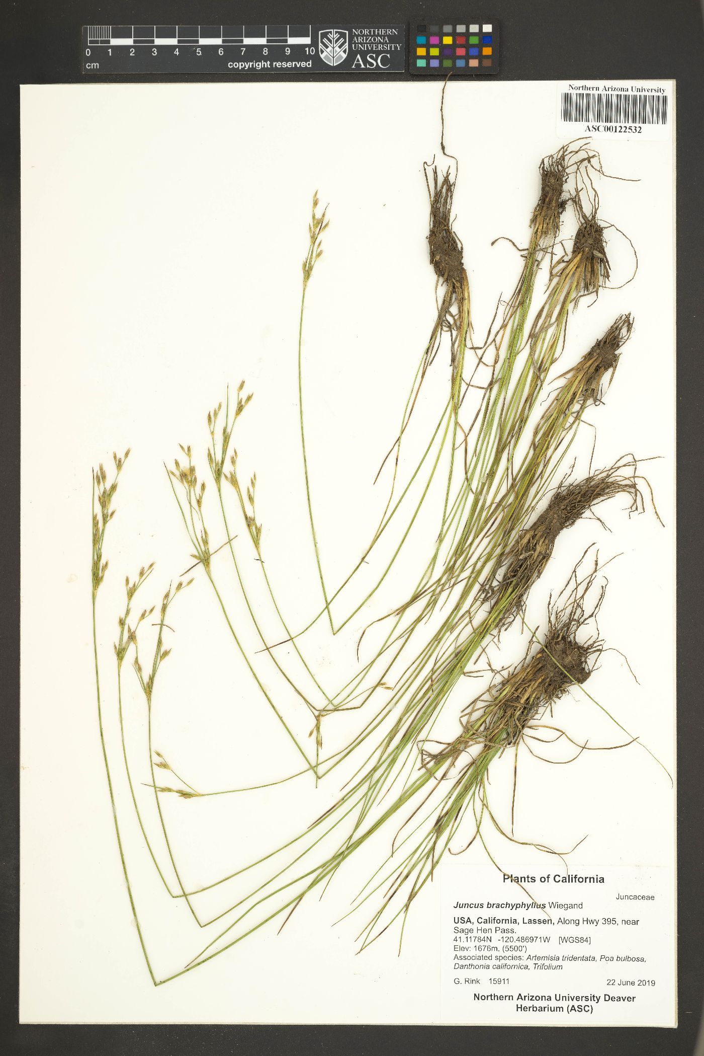 Juncus brachyphyllus image