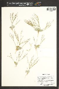 Eriogonum vimineum image