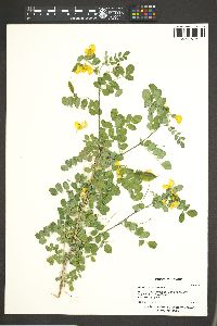 Colutea arborescens image