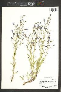 Penstemon roezlii image