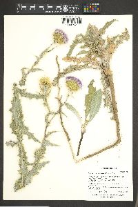 Cirsium mohavense image