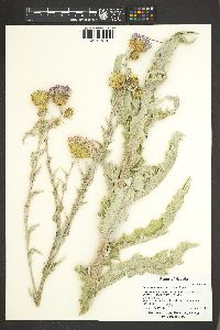 Cirsium mohavense image