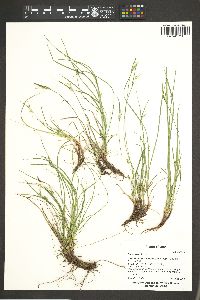 Carex rossii image