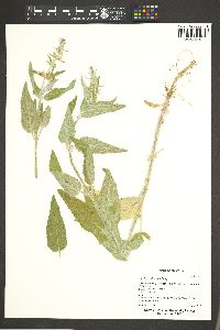 Stachys albens image