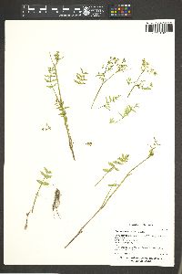 Berula erecta image