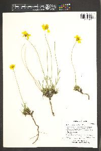 Thelesperma subnudum image