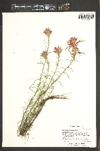 Castilleja linariifolia image