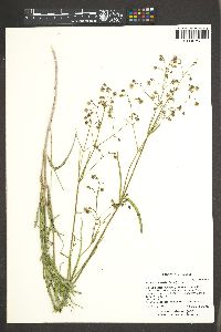 Mirabilis linearis image