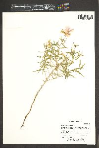 Oenothera pallida image