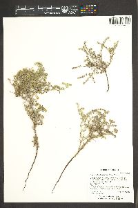 Cryptantha fendleri image