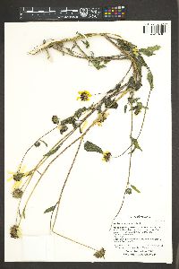 Helianthus petiolaris image