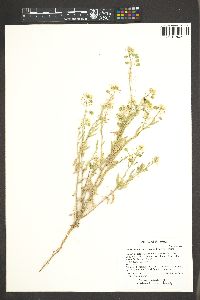 Dimorphocarpa wislizeni image