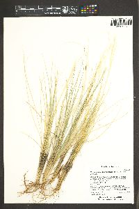 Hesperostipa neomexicana image