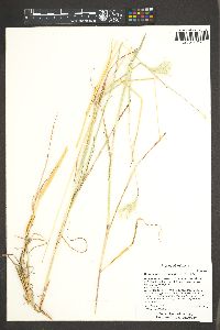 Bothriochloa springfieldii image